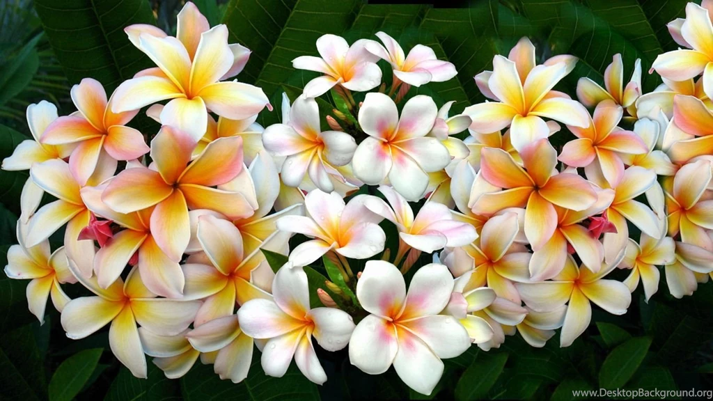 Plumeria Computer Wallpapers, Desktop Backgrounds