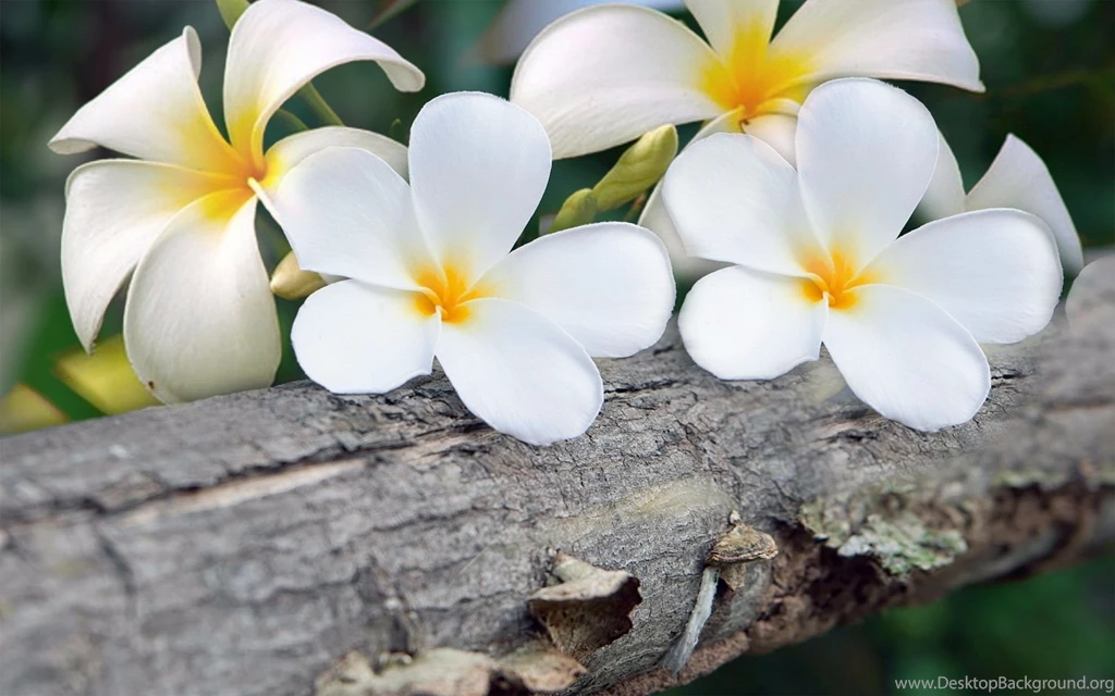 Maui 4K Plumeria Wallpapers