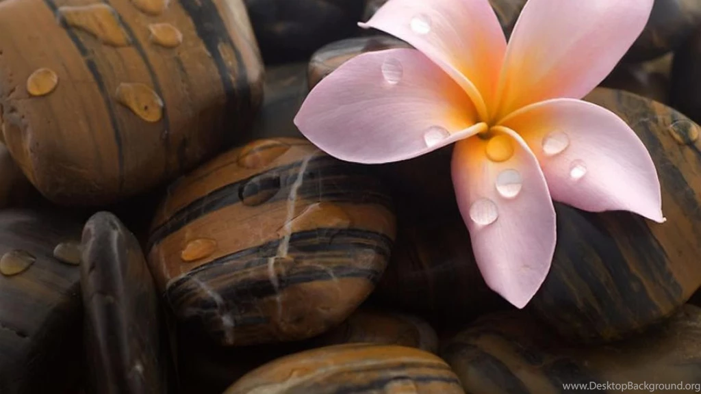 Flowers Stones Water Drops Plumeria Wallpapers