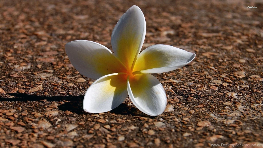 Plumeria Wallpapers   Flower Wallpapers
