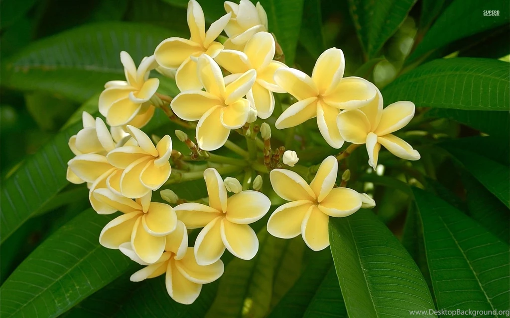 White Plumerias Wallpapers   Flower Wallpapers