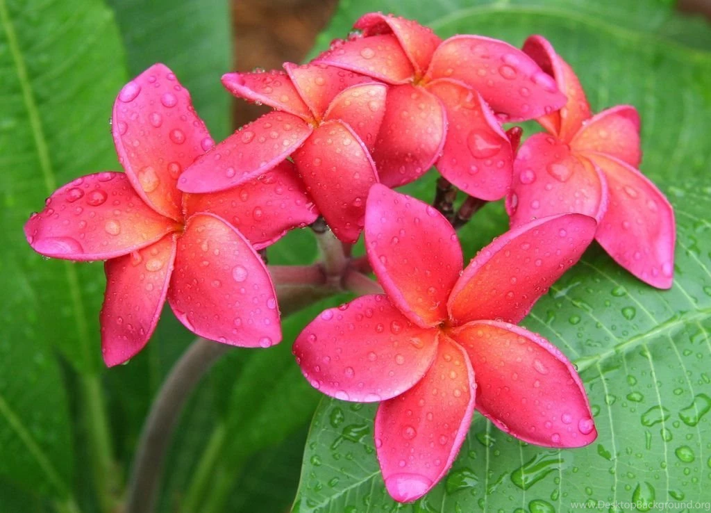 Pink Plumeria Flowers With Quotes. QuotesGram