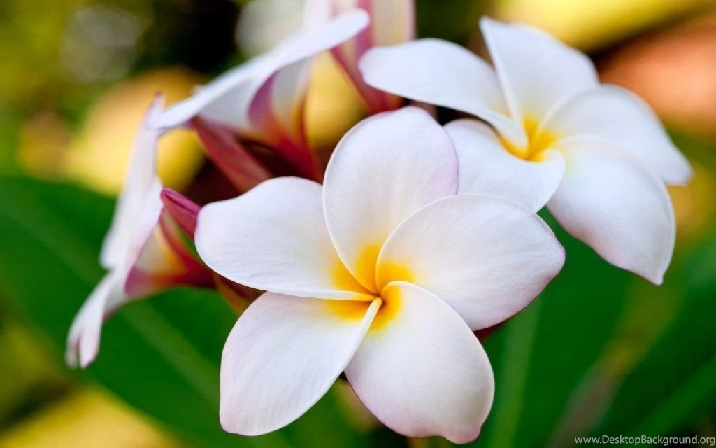 RAKES & BLADES Of Florida ~ Newsletter: June 2013