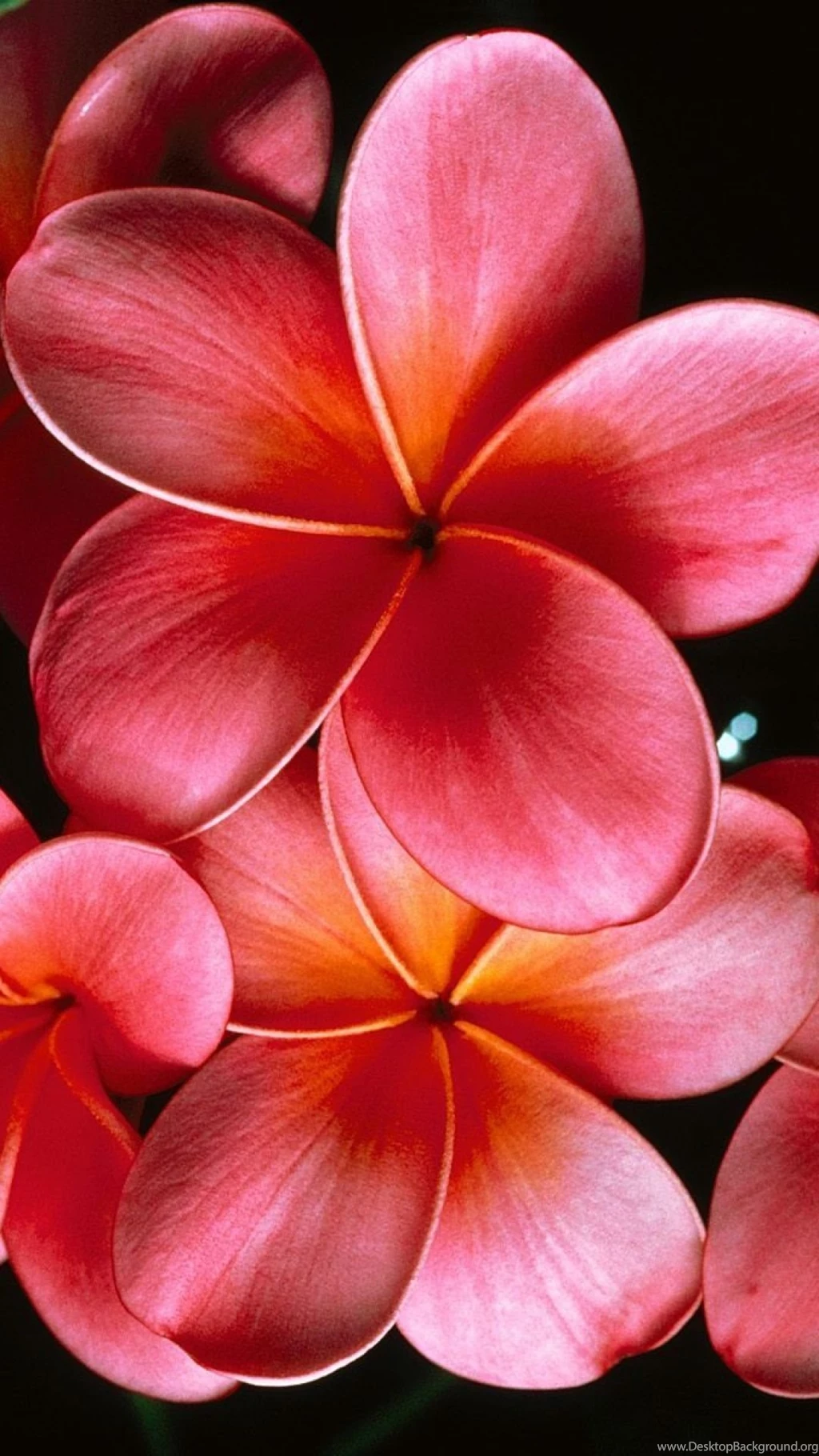 Download Wallpapers 1080x1920 Plumeria, Flowers, Petals, Branch ...