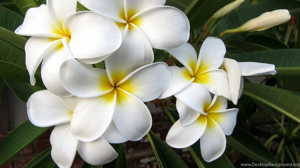 Download Wallpapers 1366x768 Plumeria, Blossom, Leaf, Exotic Laptop ...