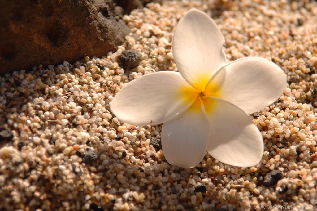 Plumeria On Sand   (