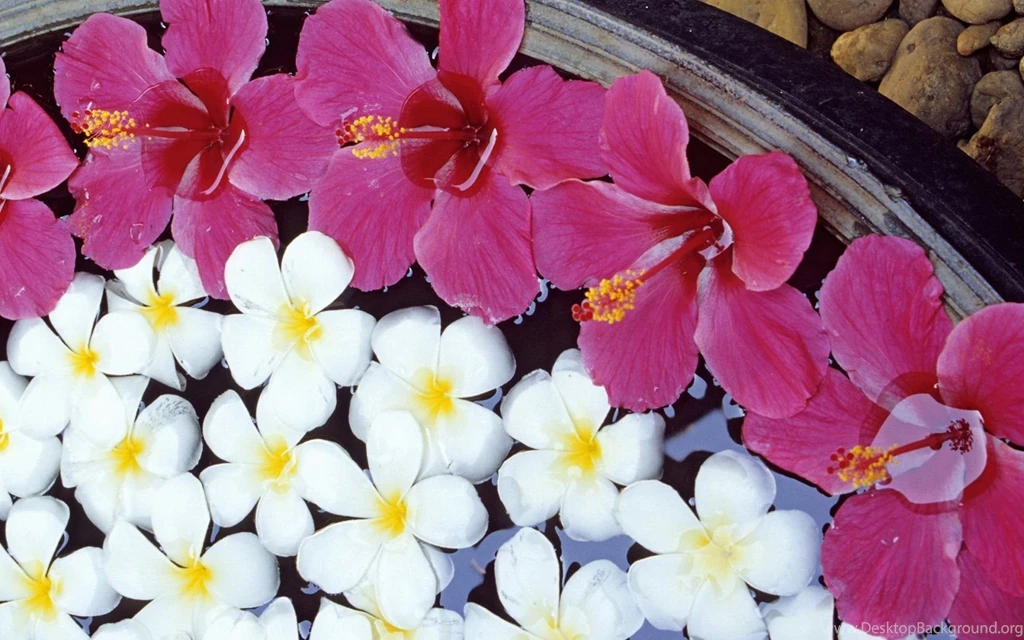 Hibiscus And Plumeria Widescreen Wallpapers