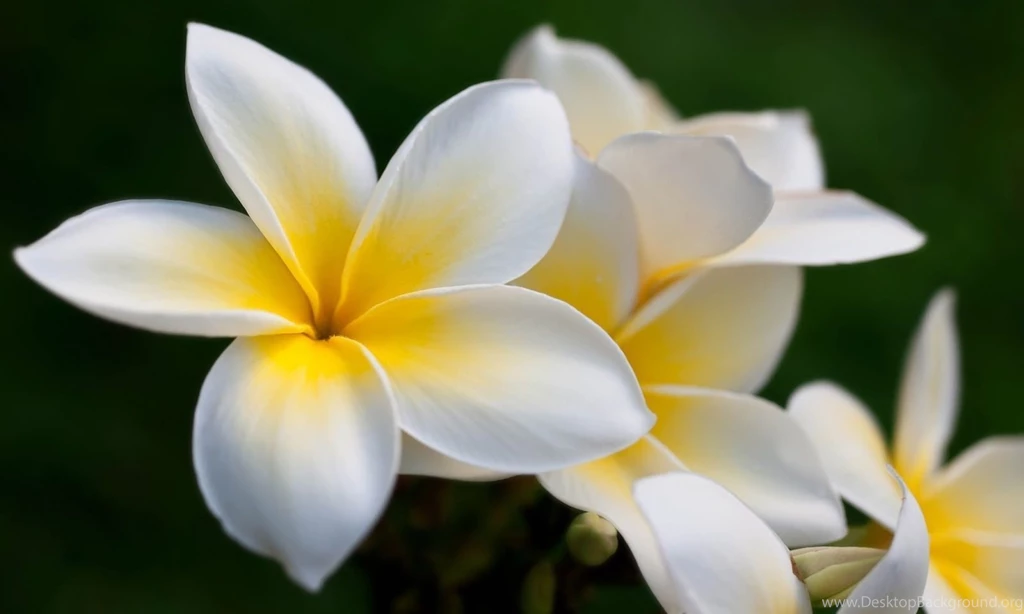 Plumeria   Frangipani HD Wallpapers
