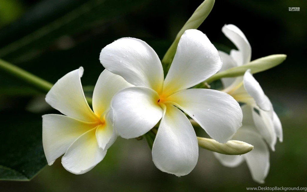 White Plumeria Wallpapers   Flower Wallpapers