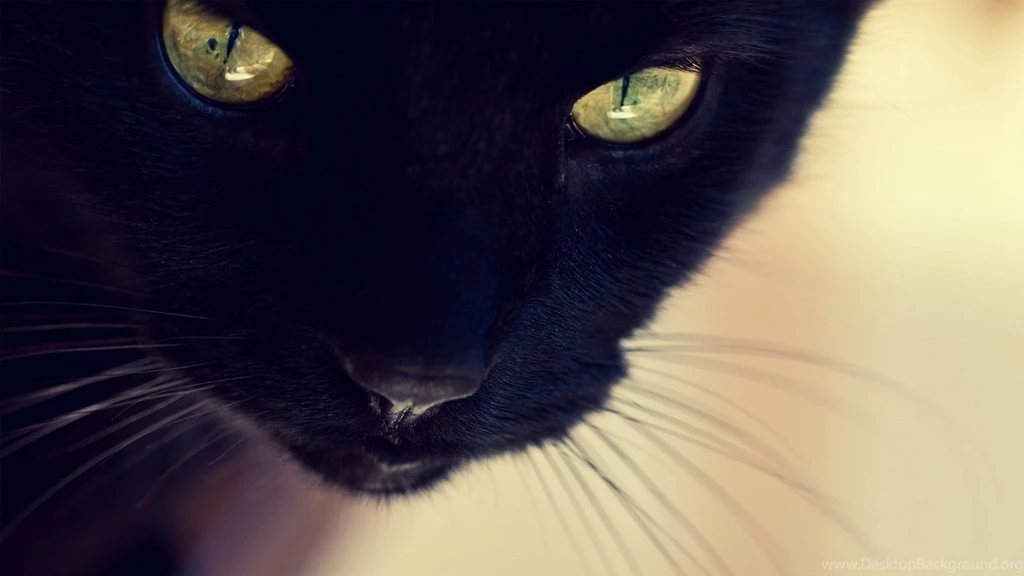 Black Cats With Green Eyes Wallpapers Wallpaper.