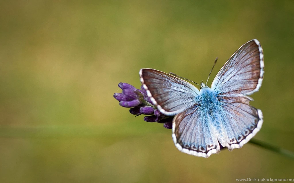 Butterflies Wallpapers 1920x1200