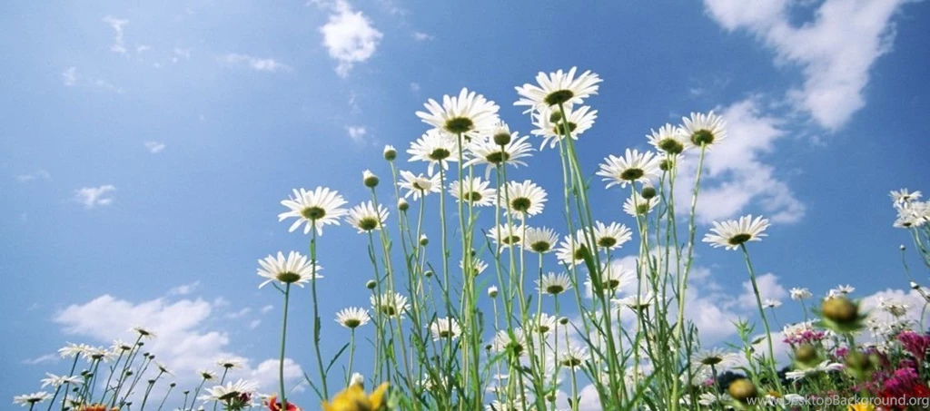 50 Beautiful Flower Wallpapers