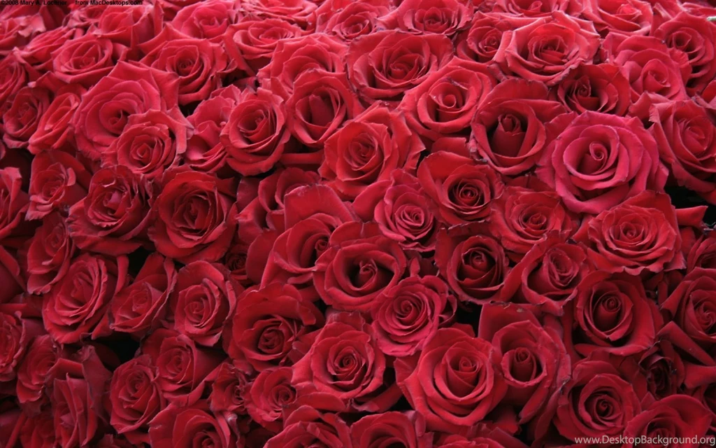 Red Rose Wallpapers   Free Large Images