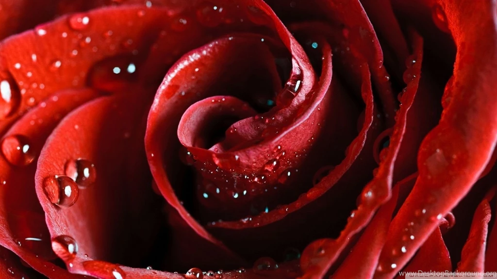 Rose Wallpapers