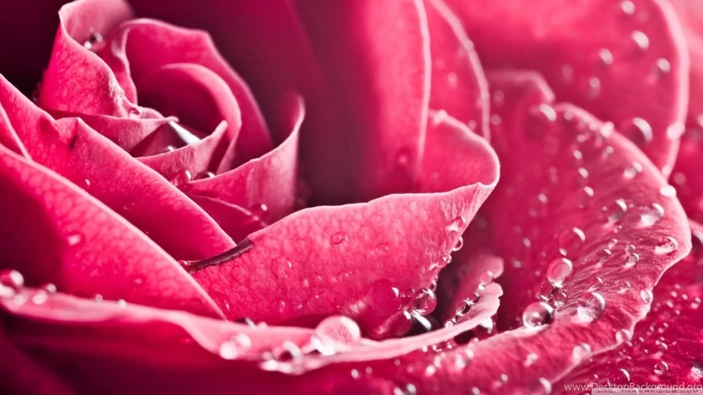 Rose HD Desktop Wallpapers : Widescreen : High Definition : Mobile ...