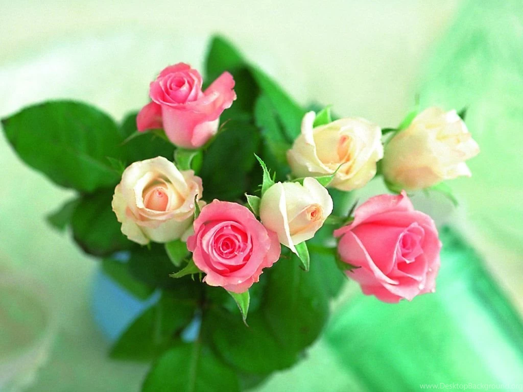 Beautiful Roses Wallpapers (20 Photos)