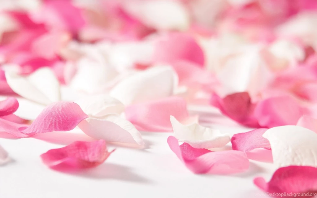 25 Rose Wallpapers For Desktop