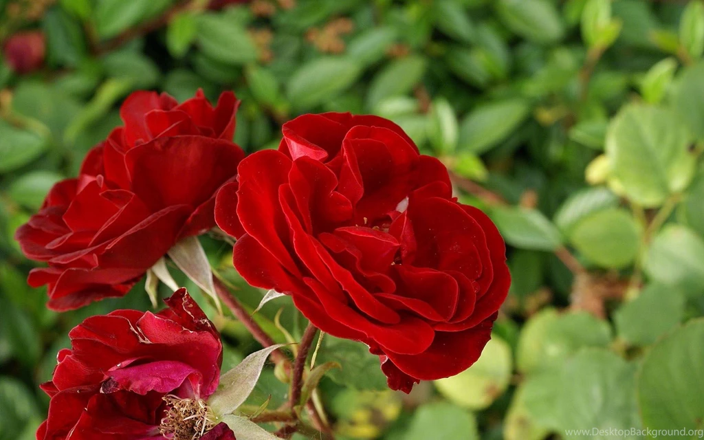 Roses Flower, Roses Photos, Roses Wallpapers For Your Desktop Red ...