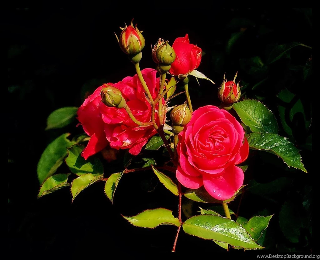Mind Blowing HD Red Rose Wallpapers ~ Allfreshwallpapers