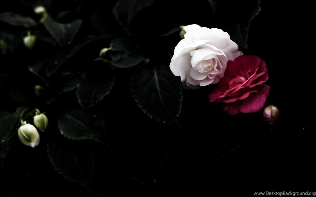 25 Rose Wallpapers For Desktop