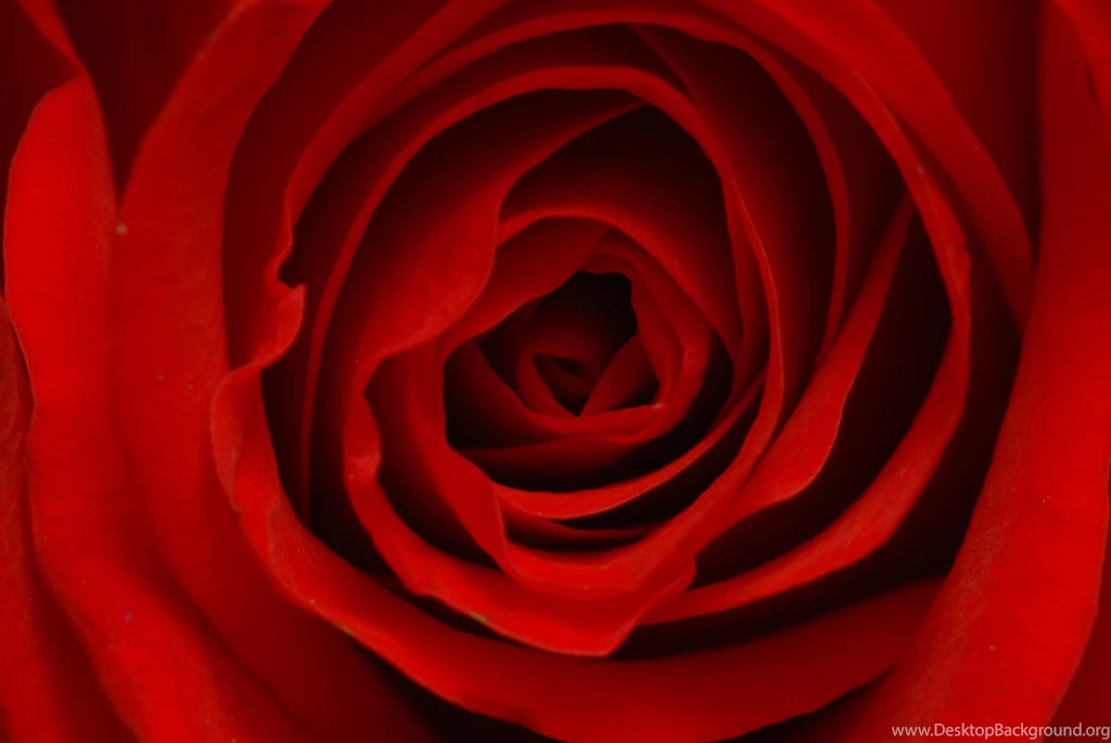 Rose Wallpapers Pictures