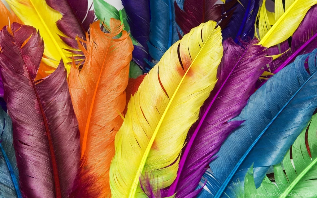Feathers In Colors Wallpapers