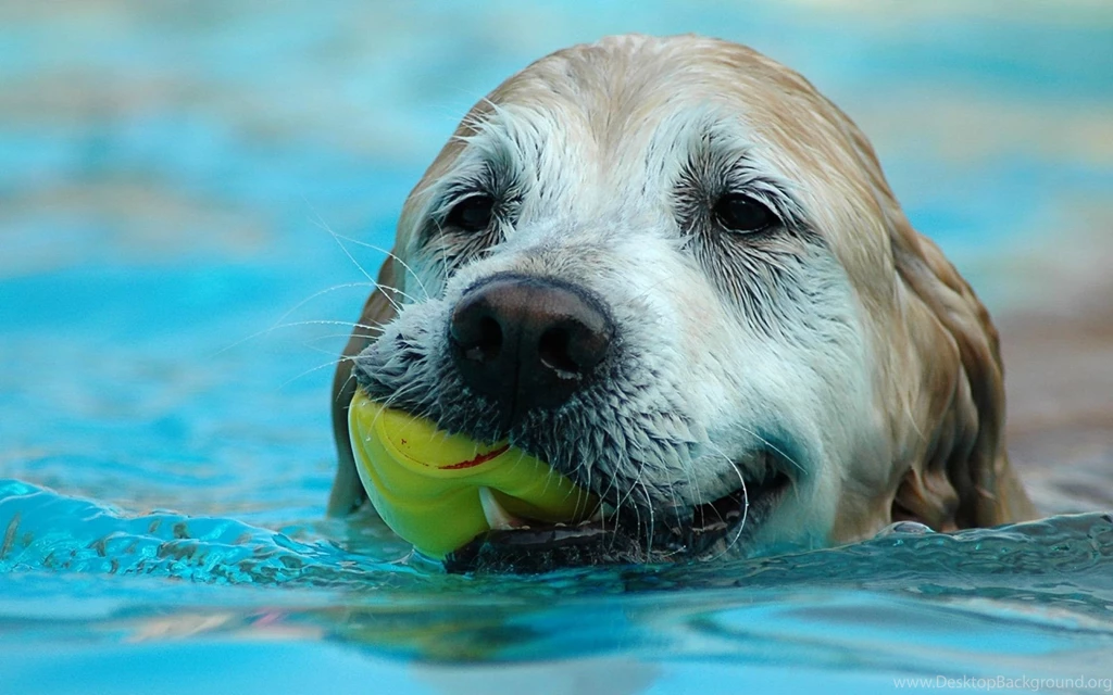 1920x1200 Dog Swimming Wallpapers