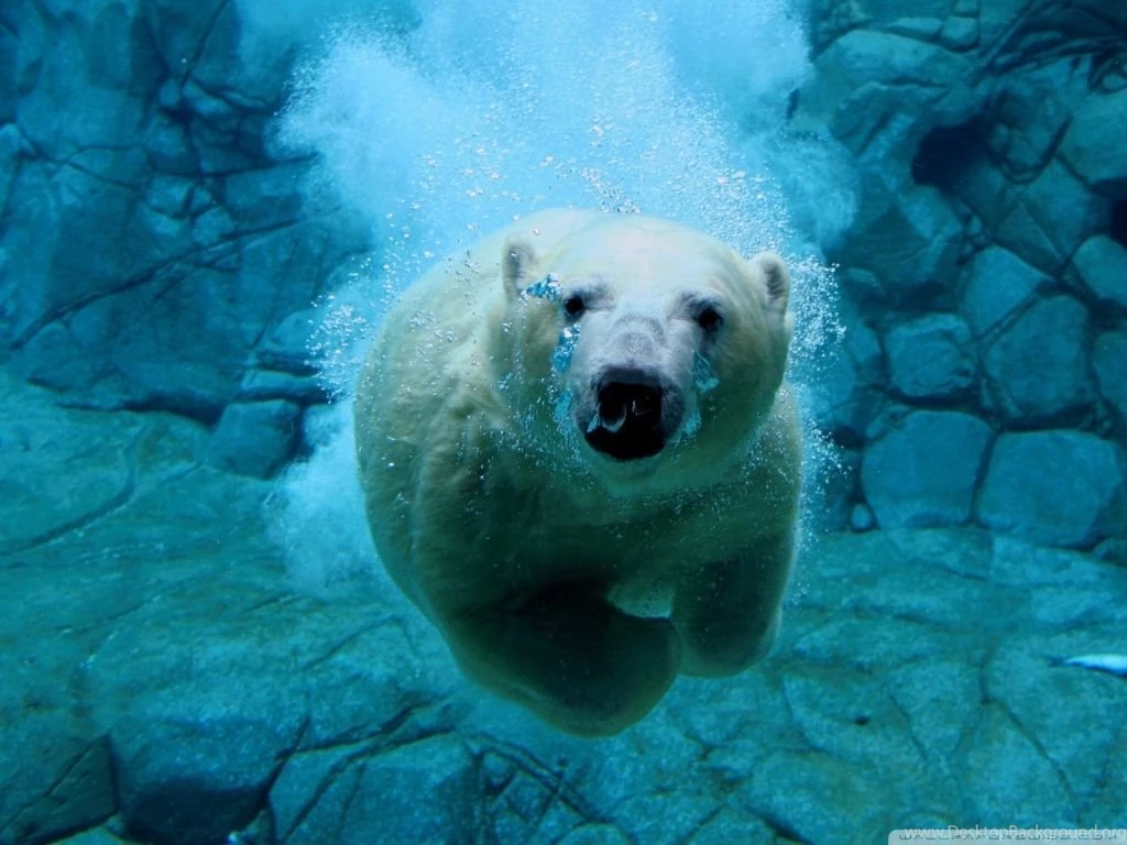 Polar Bear Swimming HD Desktop Wallpapers : Widescreen : High ...
