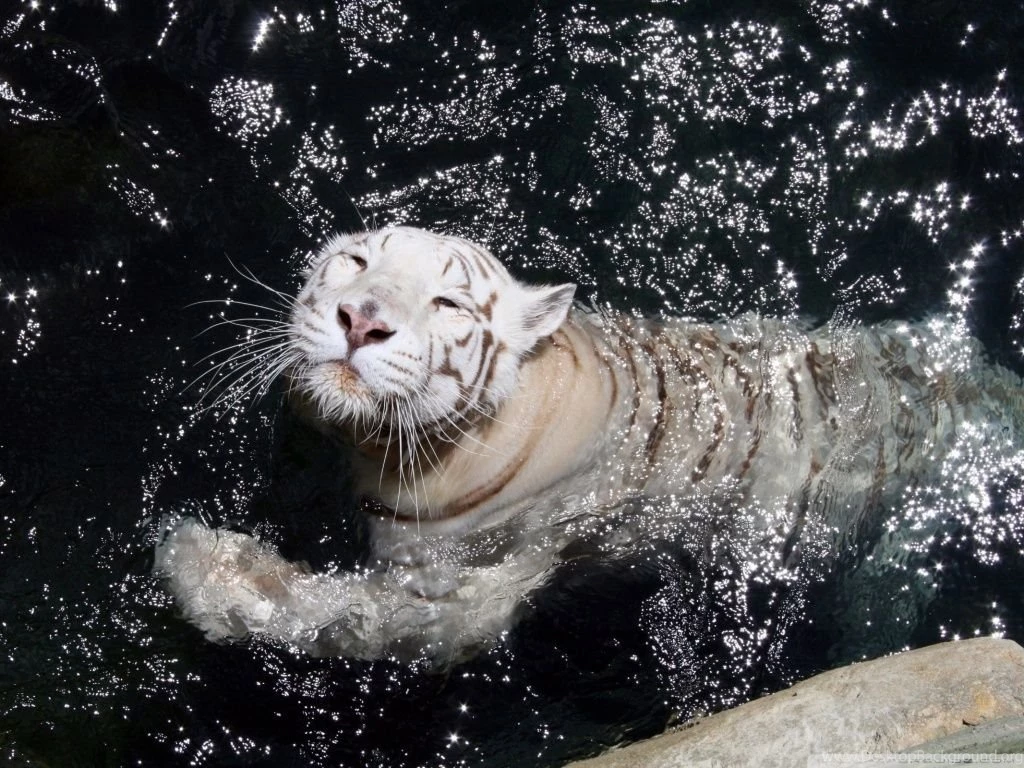 White Tiger Swimming HD Desktop Wallpapers : High Definition ...