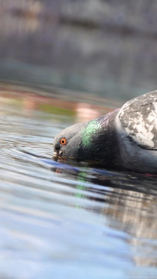 Download Wallpapers 540x960 Pigeon, Birds, Water, Swimming Android ...