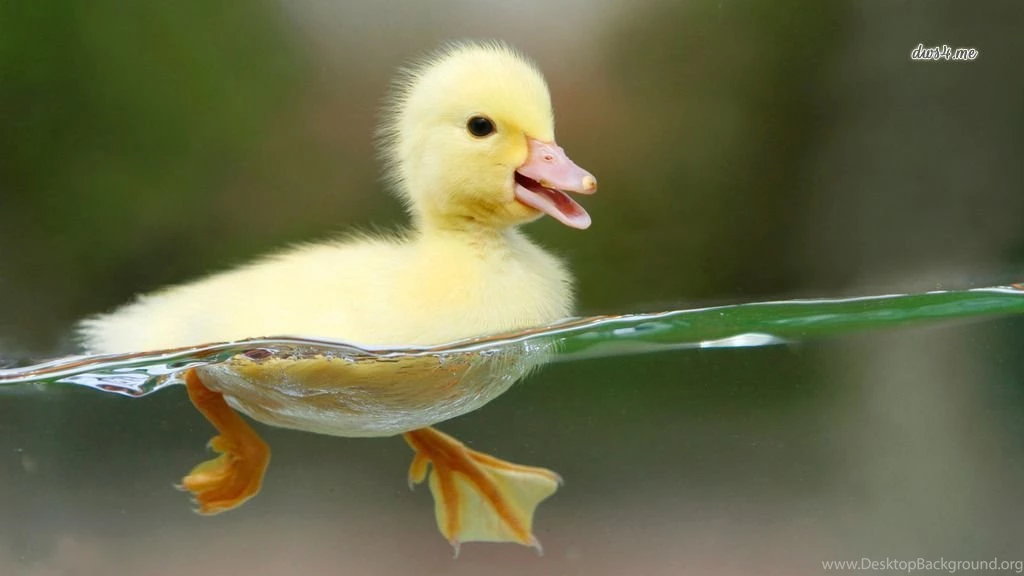 Download Cute Duck Swimming HD Wallpapers