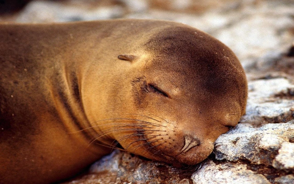 Animals Widescreen Wallpapers Animals Wallpapers (2757755) Fanpop