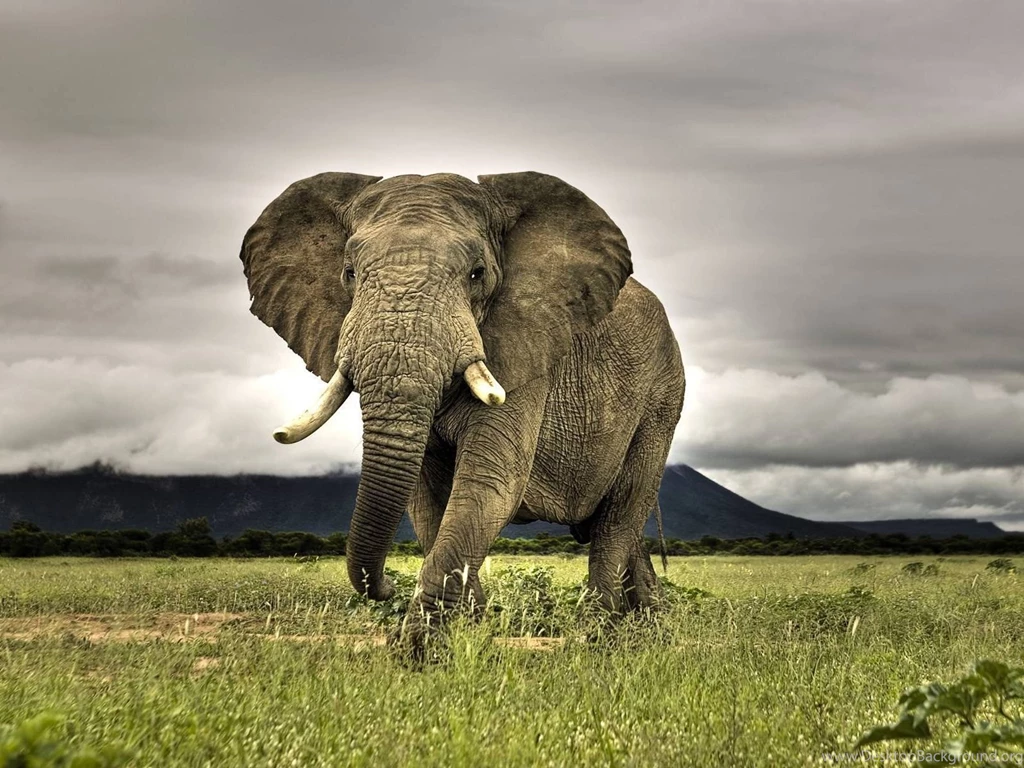 Cool Pictures Of Animals Wallpapers HD Wide