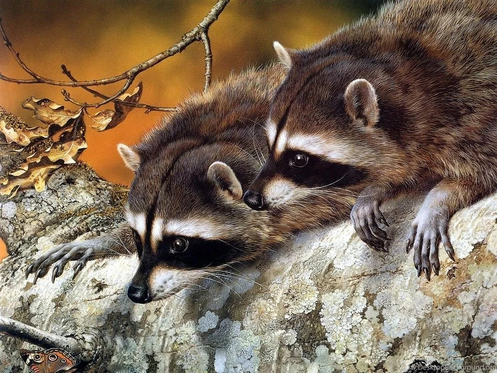 Wallpapers For Animals HD Wallpapers Pretty