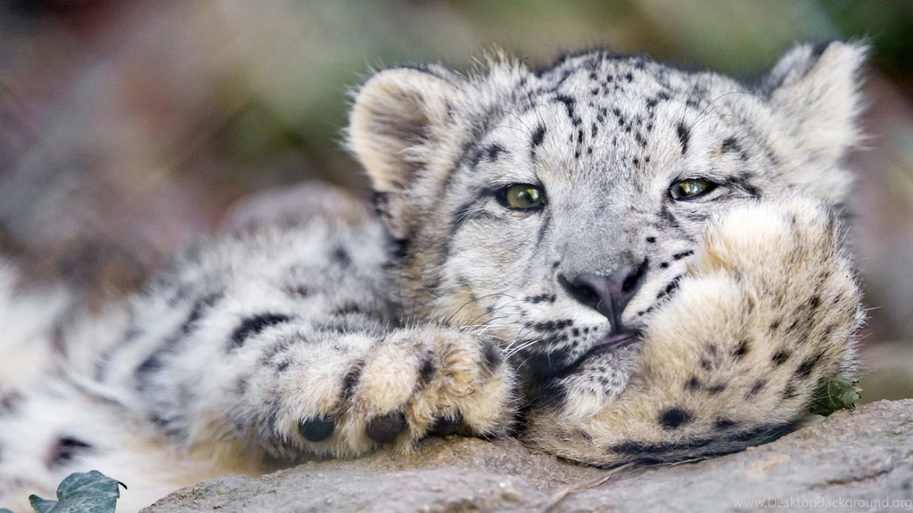 Full HD 1080p Animals Wallpapers, Desktop Backgrounds HD