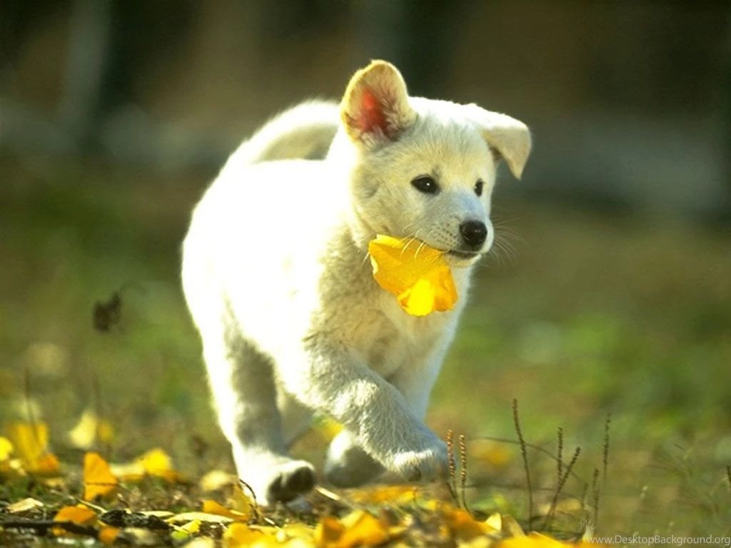 Wallpapers With Animals Widescreen HD Wallpapers