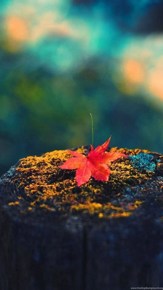 The Best Fall Or Autumn Themed Wallpapers For iPhone 5s