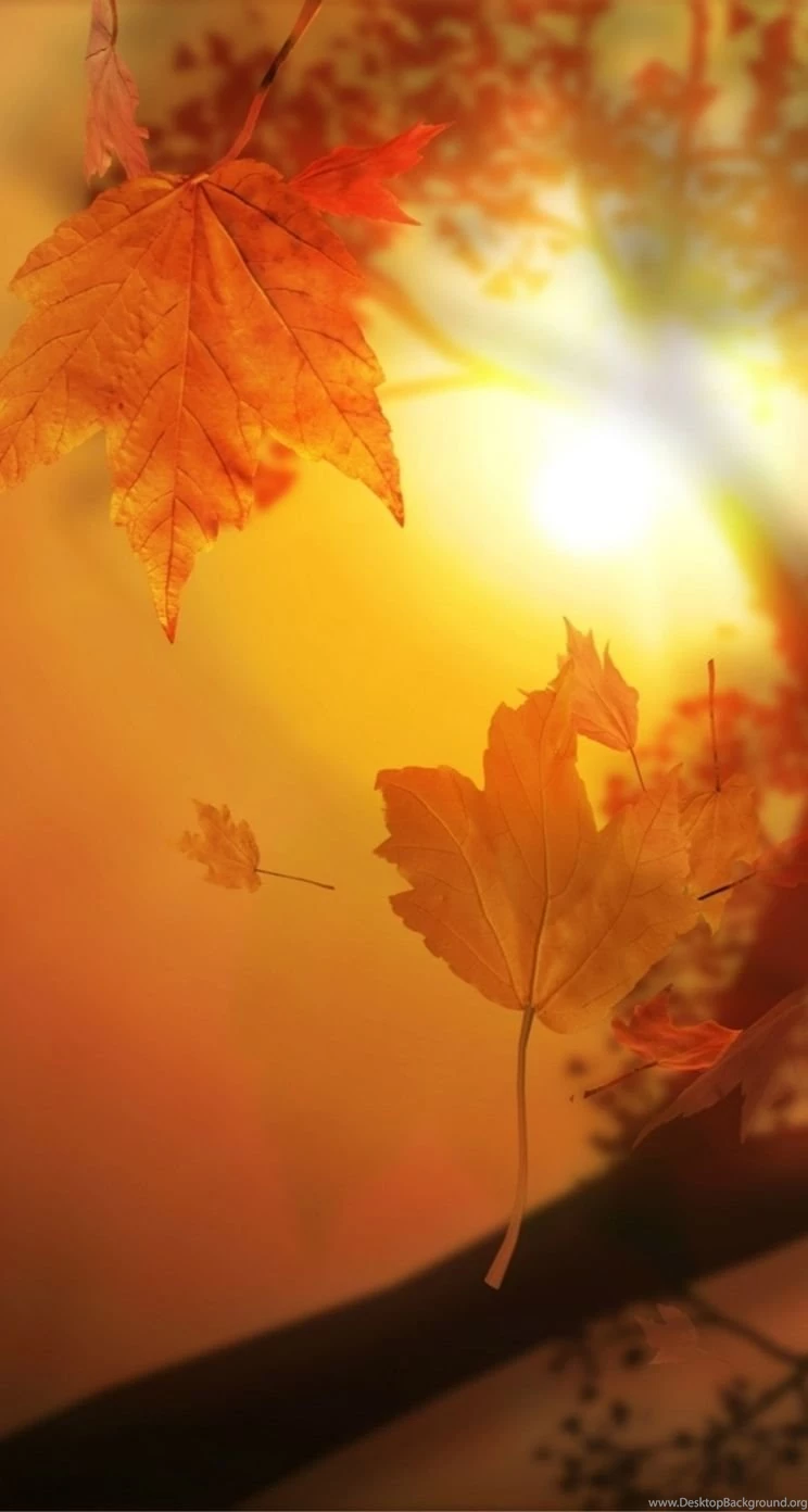 Autumn iPhone 5s Wallpapers