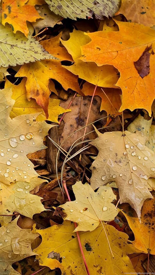Top Fall Iphone Background Images For Pinterest