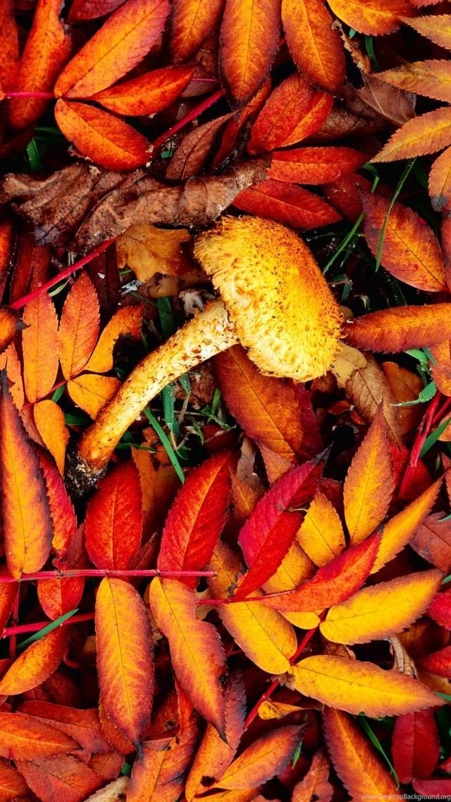 Fall Wallpapers For iPhone 5