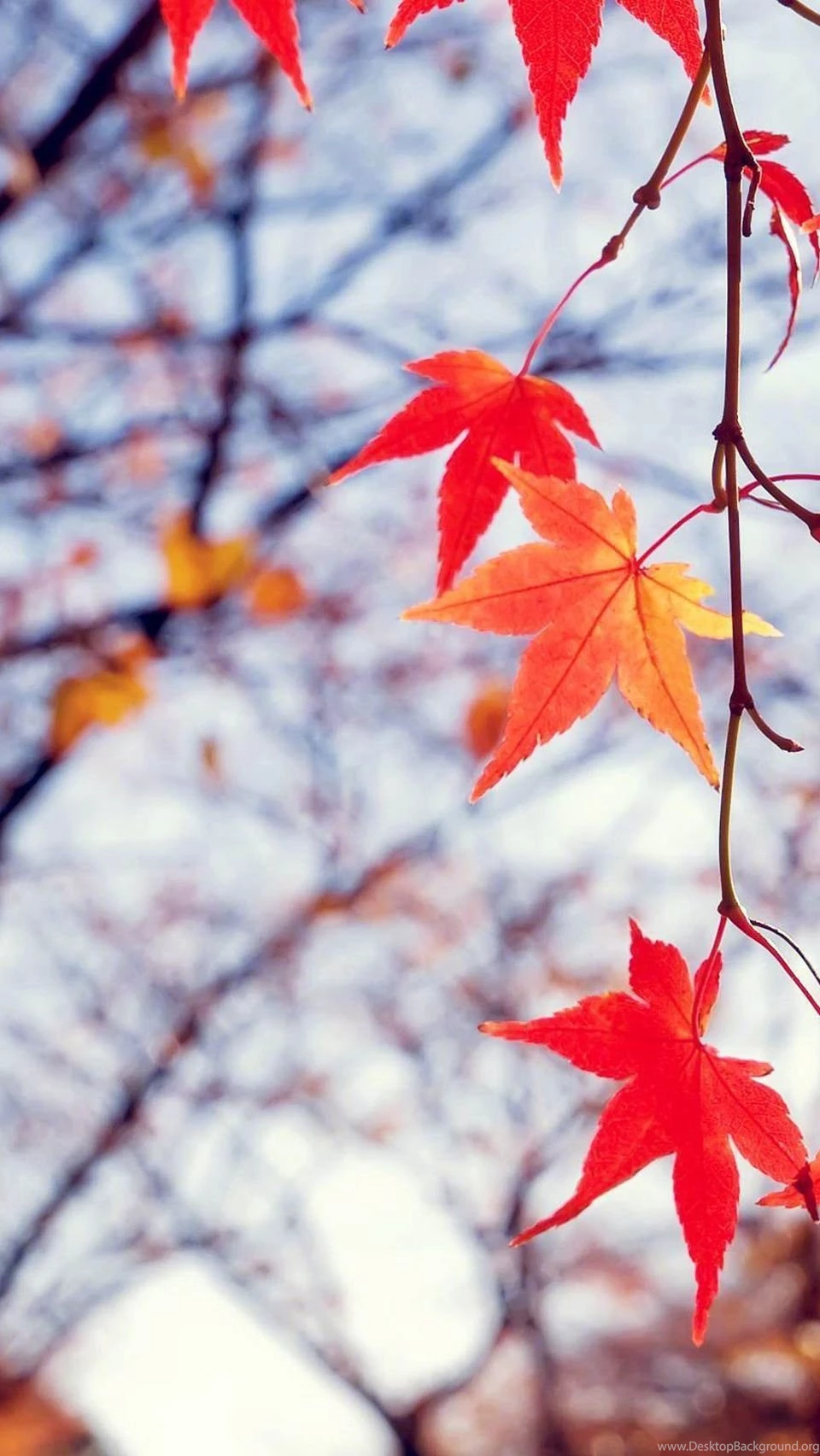 Fall Iphone Backgrounds Backgrounds For Iphone, Wallpapers ...