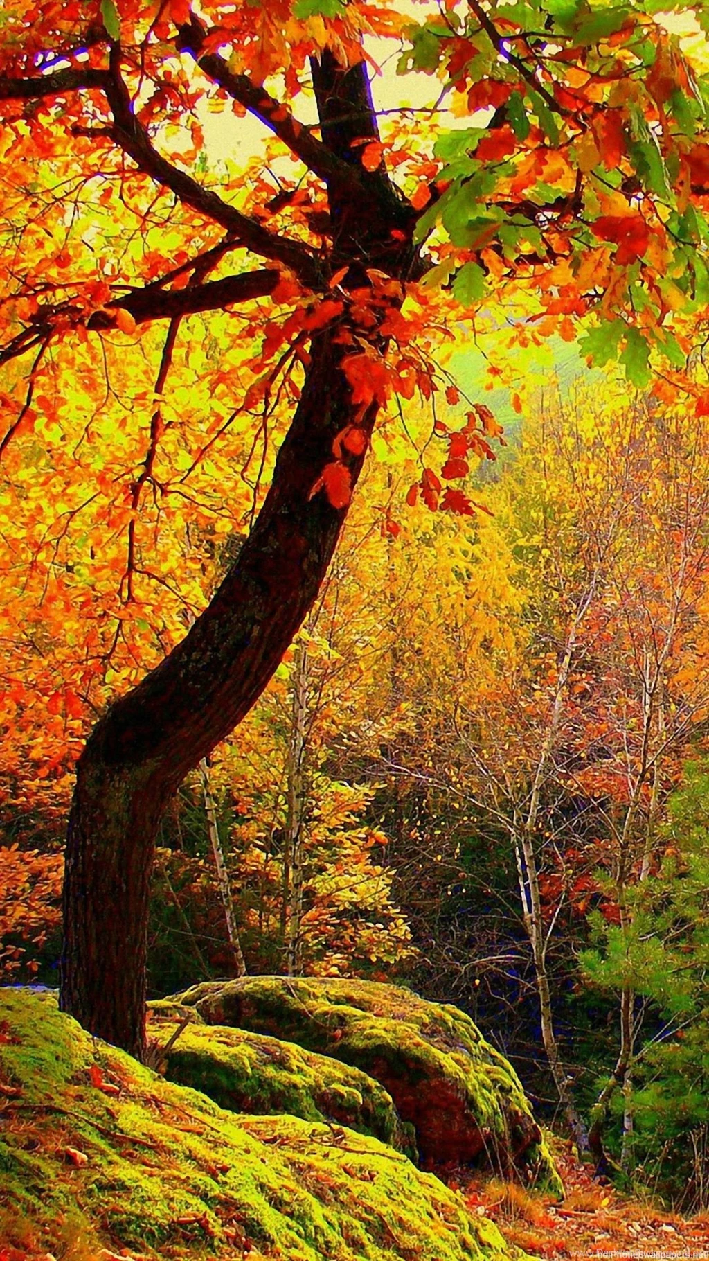 Tree Autumn Landscape iPhone 6 Wallpapers HD And 1080P 6 Plus ...