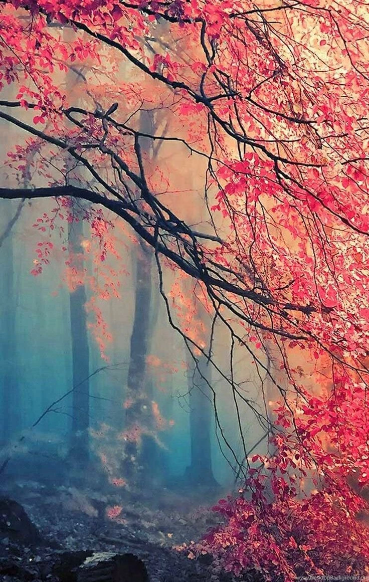 Fall Wallpapers For Iphone 4 Fall Iphone 4 Wallpapers And Iphone ...