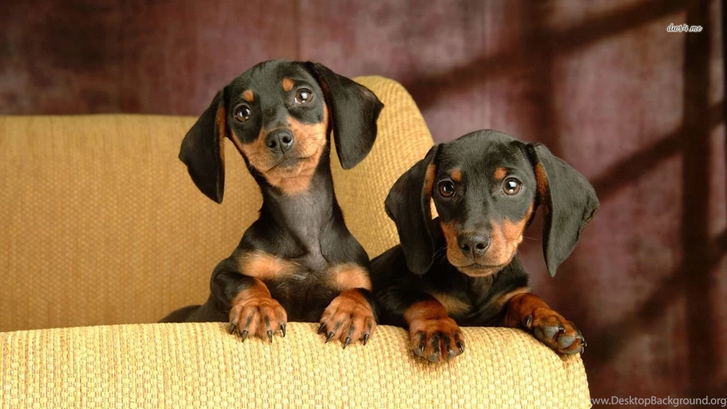 Dachshund Best Wallpapers