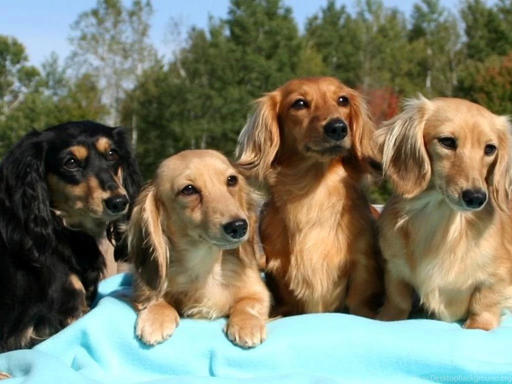 Dachshund Wallpapers HD Download