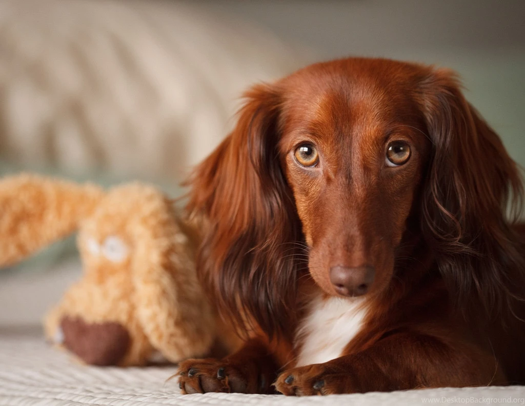 Dachshund Android Wallpapers