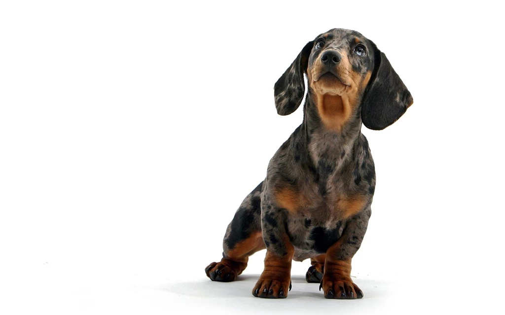 Dachshund Awesome Wallpapers