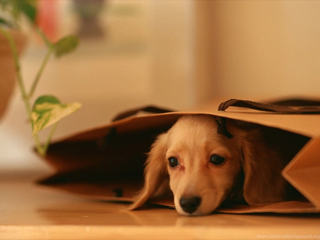 Miniature Dachshund Puppies Wallpapers Puppy Dachshund 1600x1200 ...