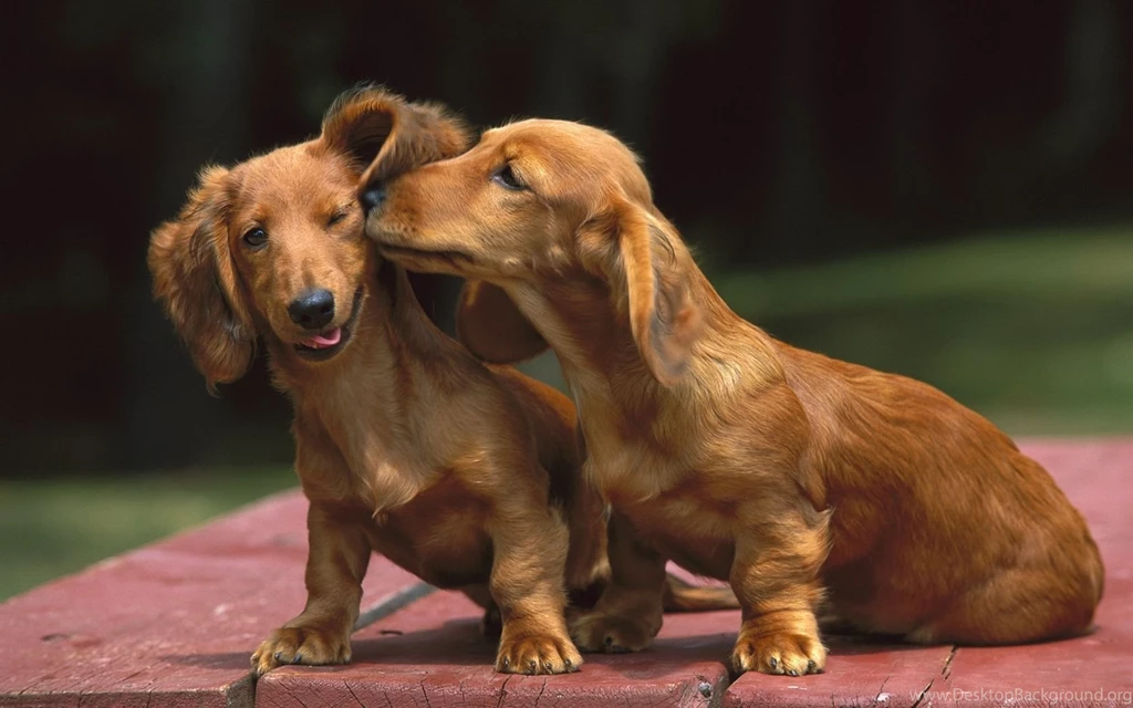 The Couple 1680x1050 Wallpapers,Dachshund 1680x1050 Wallpapers ...