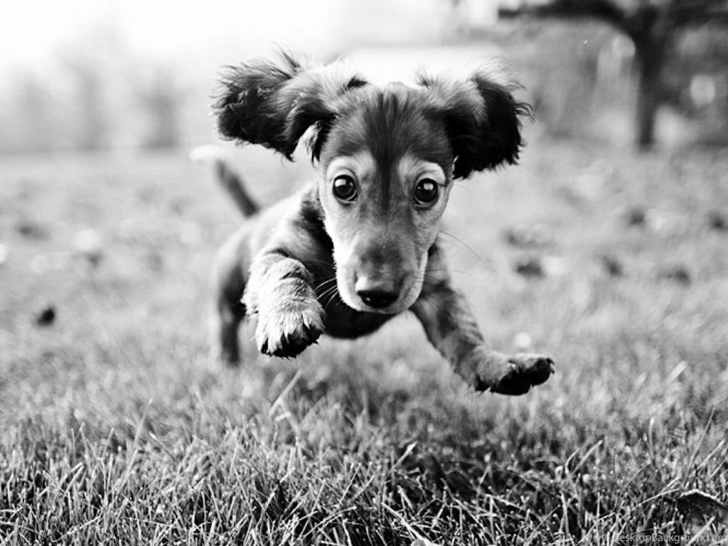 Dashing Dachshund Wallpapers 1024x768